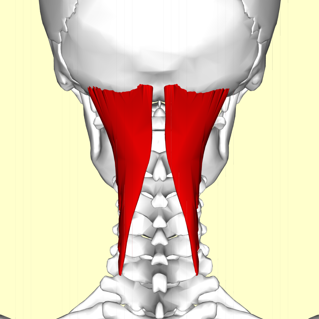 Does Neck Pain Causes Fever